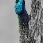 Blaukopf Lizard Portrait  CK 2341