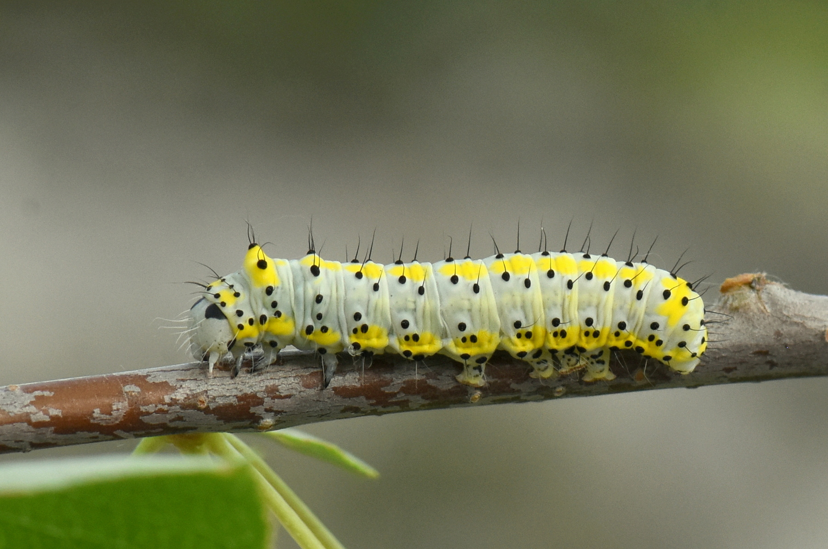 Blaukopf- Raupe /Diloba caeruleocephala/  