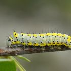 Blaukopf- Raupe /Diloba caeruleocephala/  