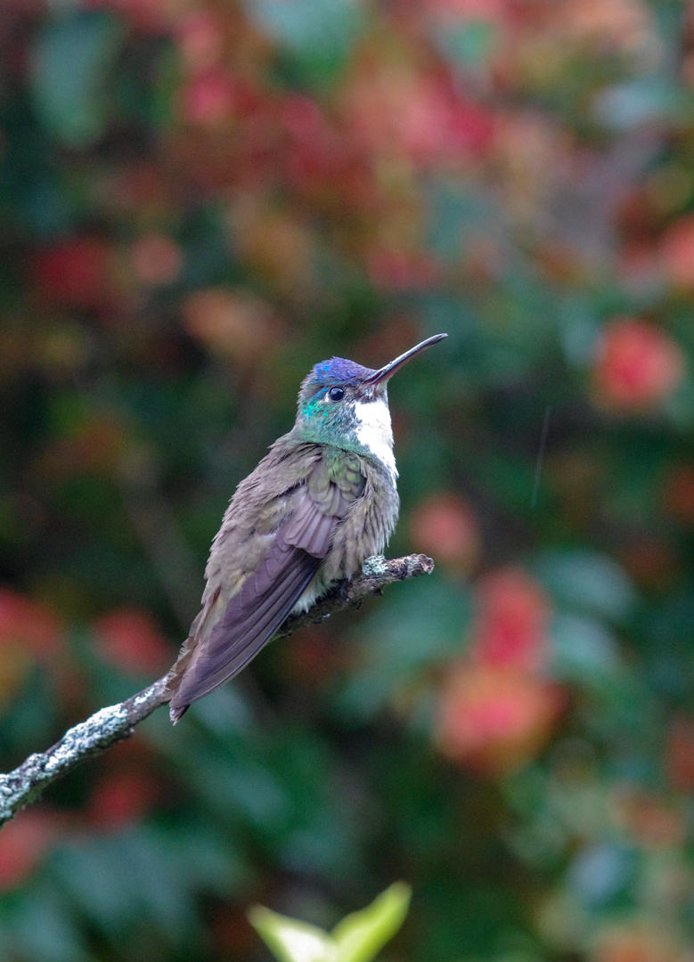 Blaukopfamazilie (Amazilia cyanocephala)