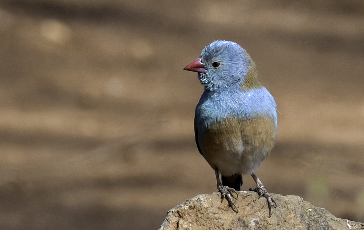 Blaukopfastrild ein Männchen Foto & Bild africa, eastern africa