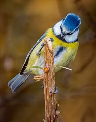 "BLAUKOPFGELBBRUSTMEISE"