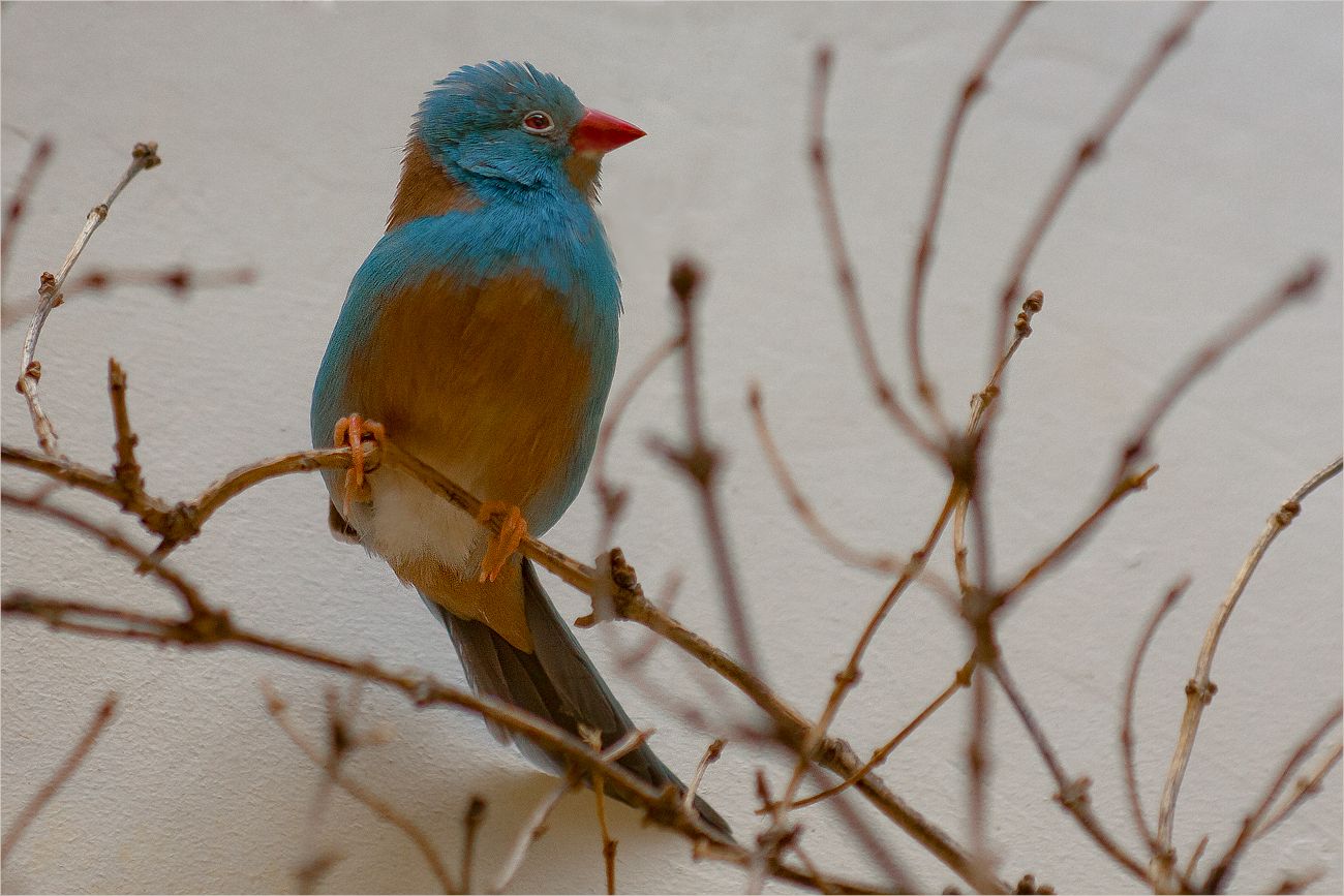 Blaukopfschmetterlingsfink - Cordonbleu cyanocéphale