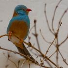 Blaukopfschmetterlingsfink - Cordonbleu cyanocéphale