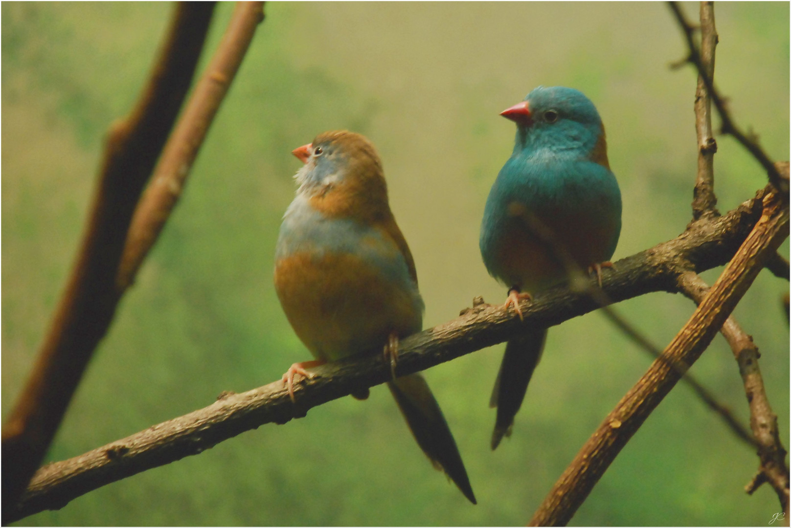 Blaukopfschmetterlingsfink Pärchen