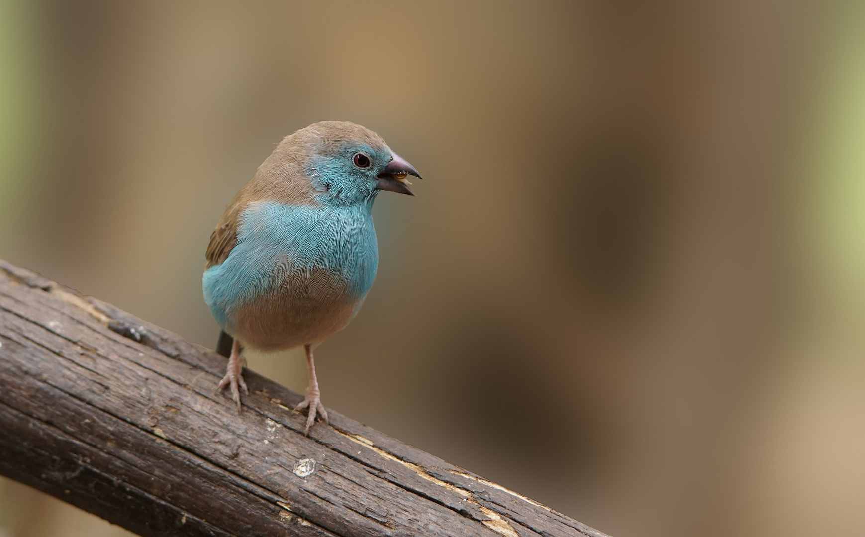 Blaukopfschmetterlingsfink (Uraeginthus cyanocephalus)