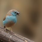 Blaukopfschmetterlingsfink (Uraeginthus cyanocephalus)