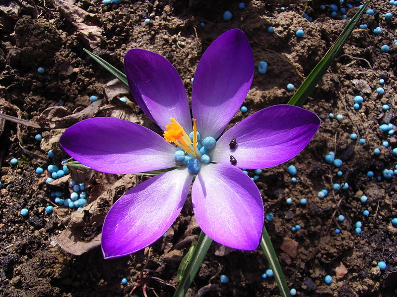 Blaukorn und Käfer im Krokus