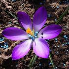 Blaukorn und Käfer im Krokus