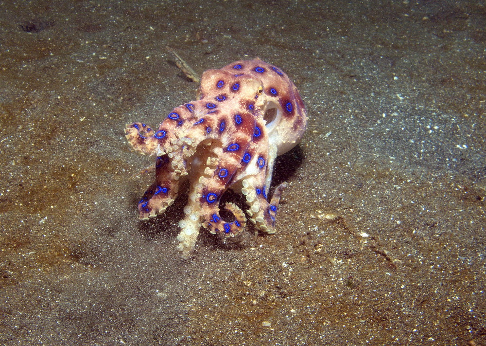 Blaukragenoktopus