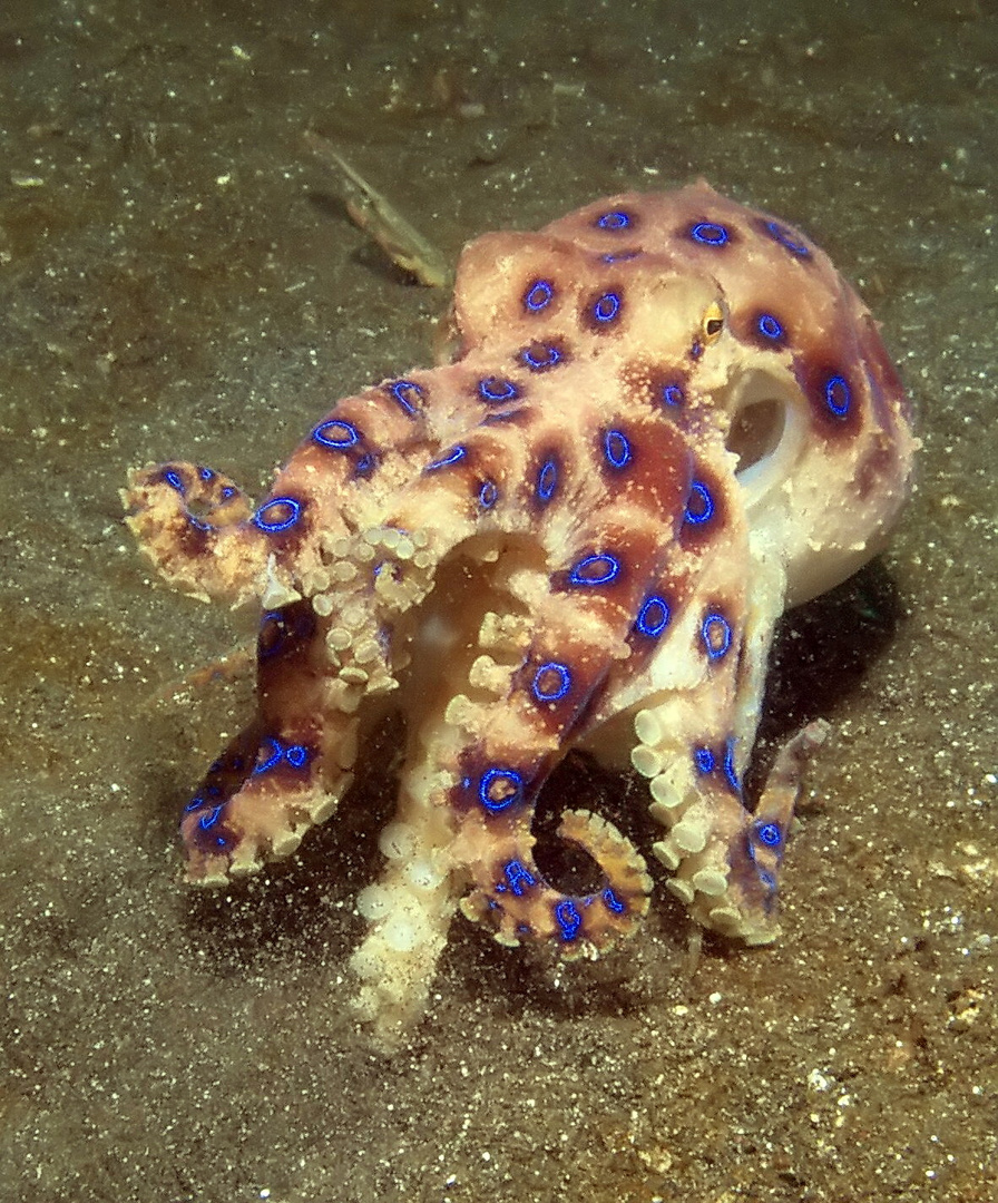 Blaukragenoktopus in der Secret Bay