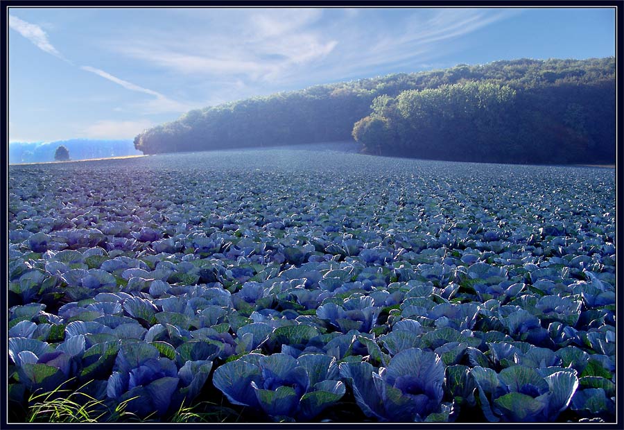 Blaukraut bleibt Blaukraut ..