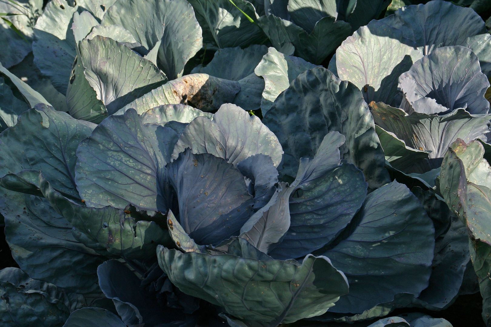 Blaukraut bleibt Blaukraut Foto &amp; Bild | world, natur, stillleben ...