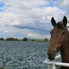 Blaukraut oder Rotkohl?