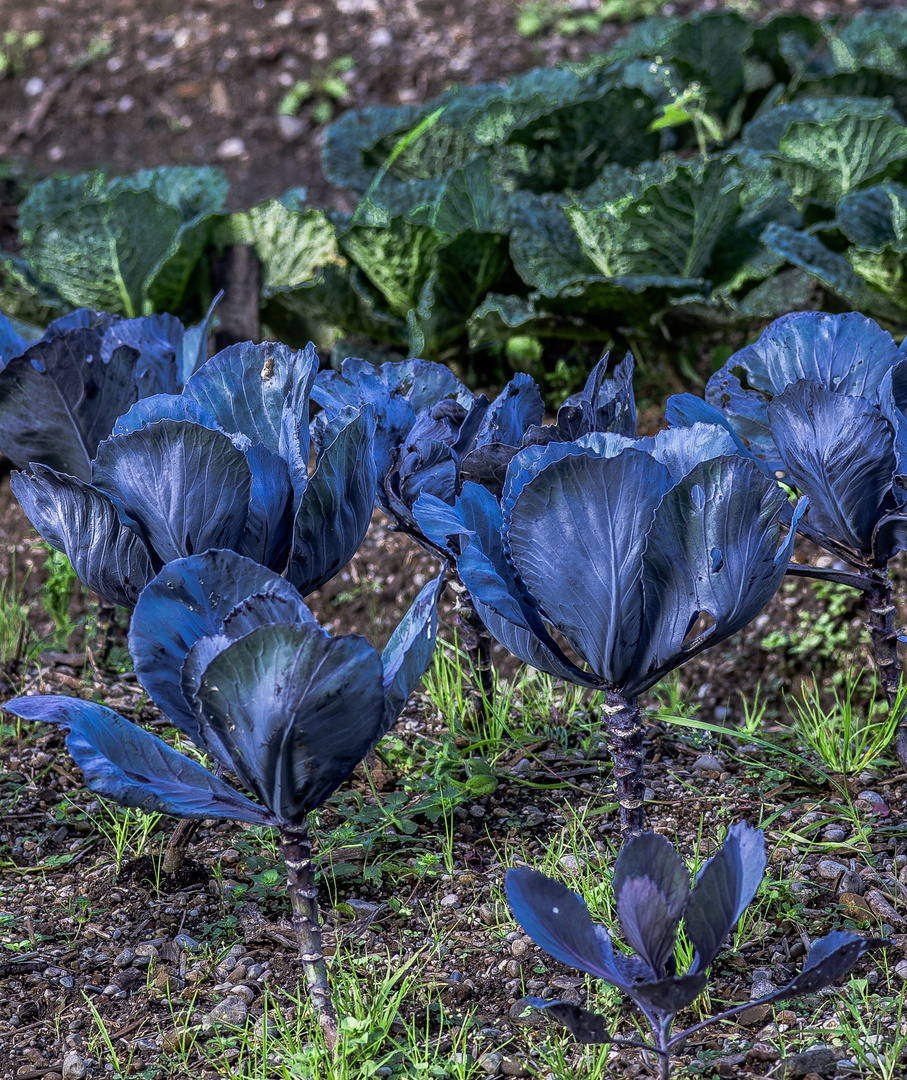 Blaukraut und Wirsing