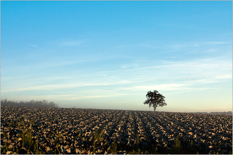 blau.kraut.baum