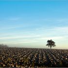 blau.kraut.baum