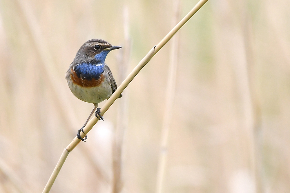 Blaulehlchen 