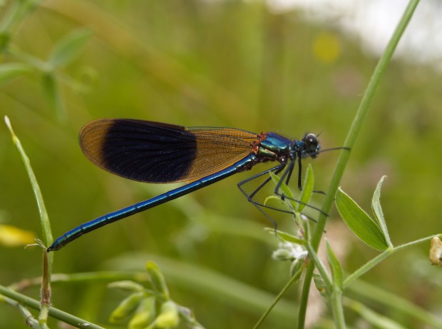 Blaulibelle