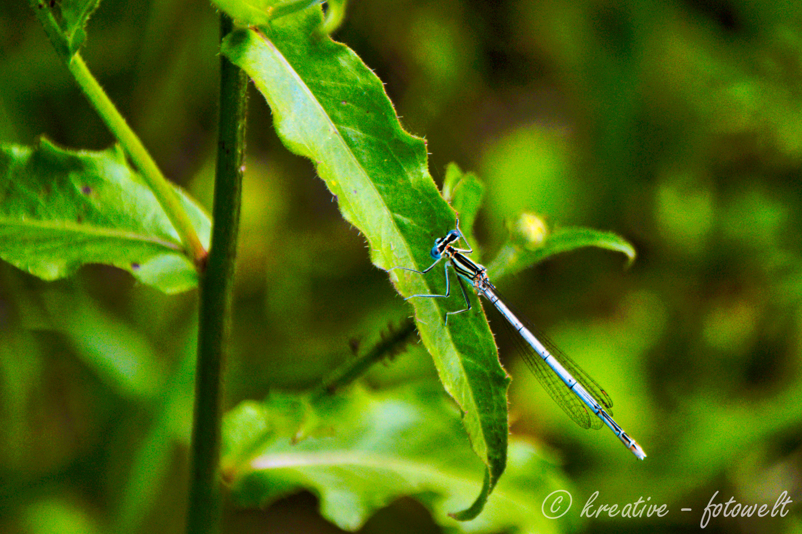 Blaulibelle