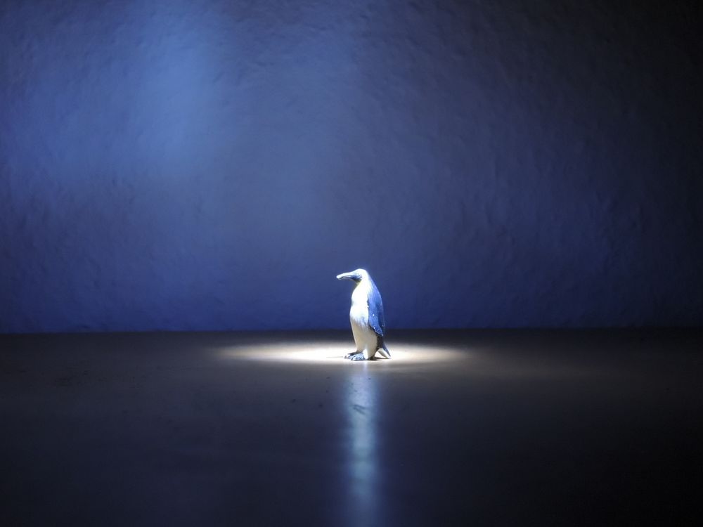 Blaulicht 2 - Pinguin