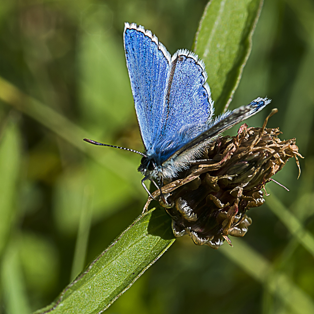 Blaulicht