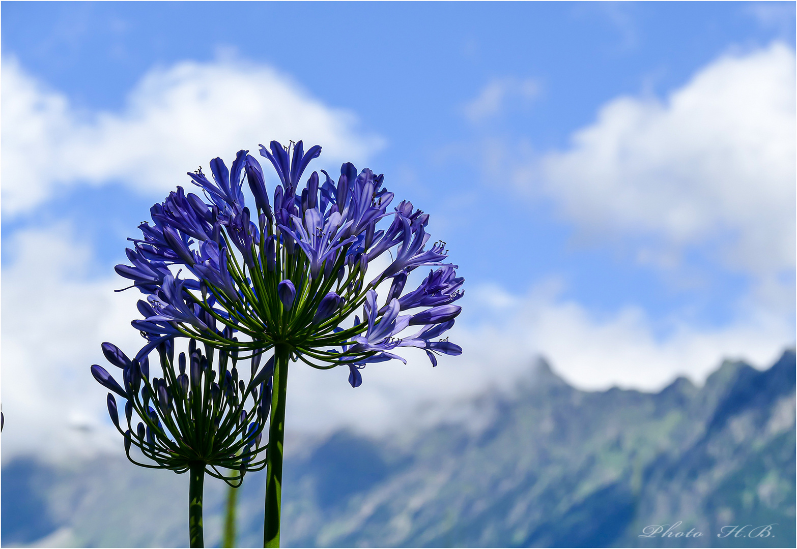 Blaulilie - Agapanthus africanus