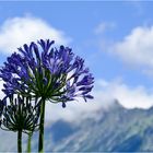 Blaulilie - Agapanthus africanus