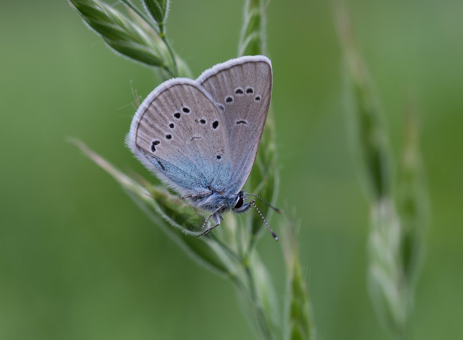 Blauling- Schmetterling