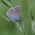 Blauling- Schmetterling