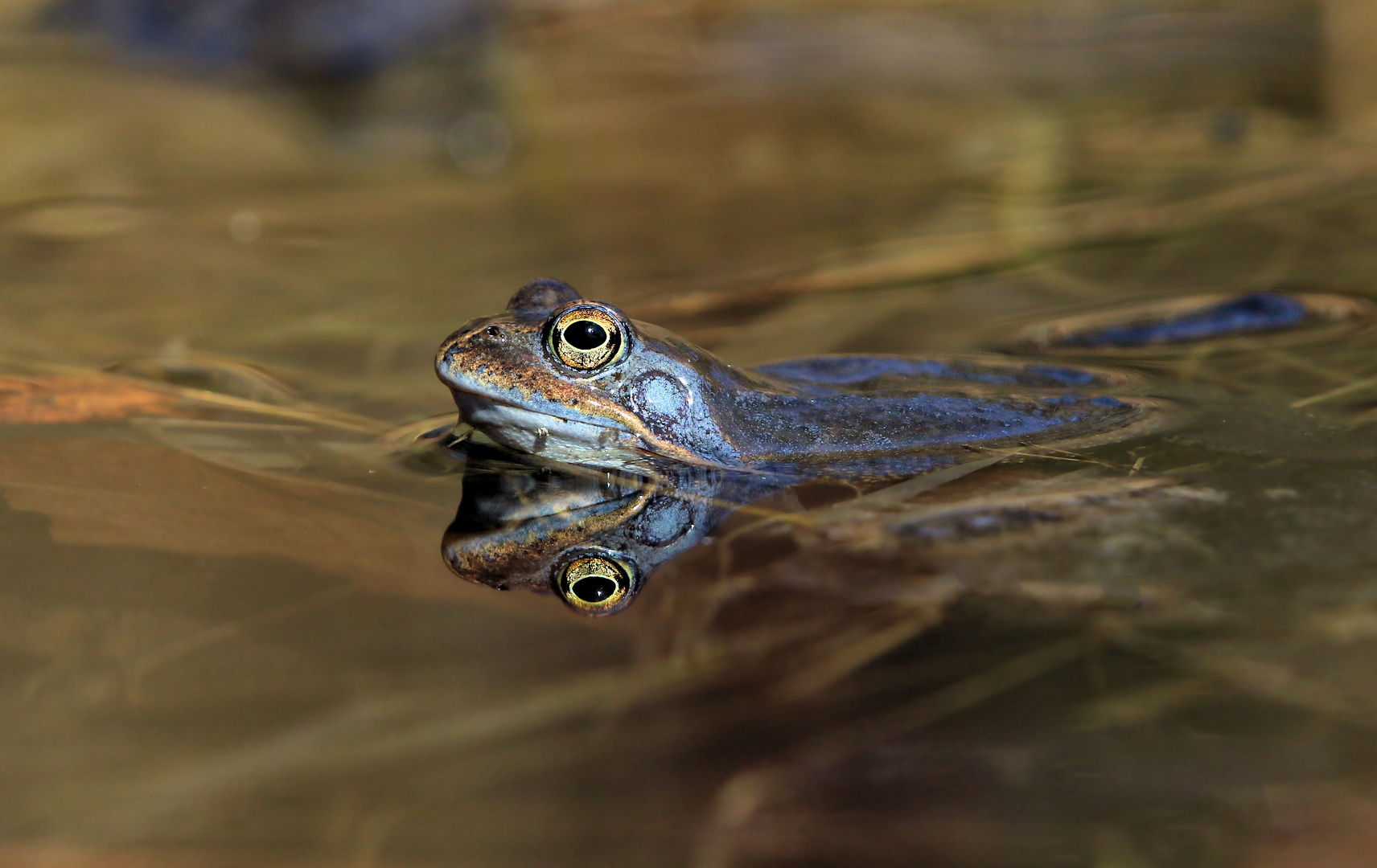 Blaumachen gilt heute nicht... Grasfrosch Männchen...