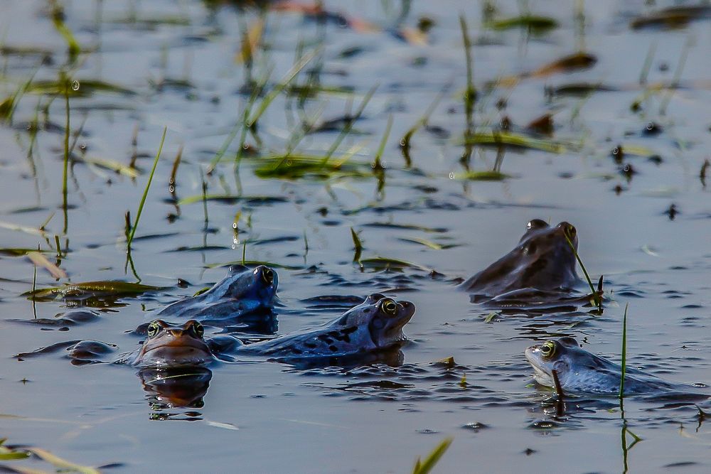 Blaumänner Foto & Bild natur, tiere, moorfrosch Bilder auf