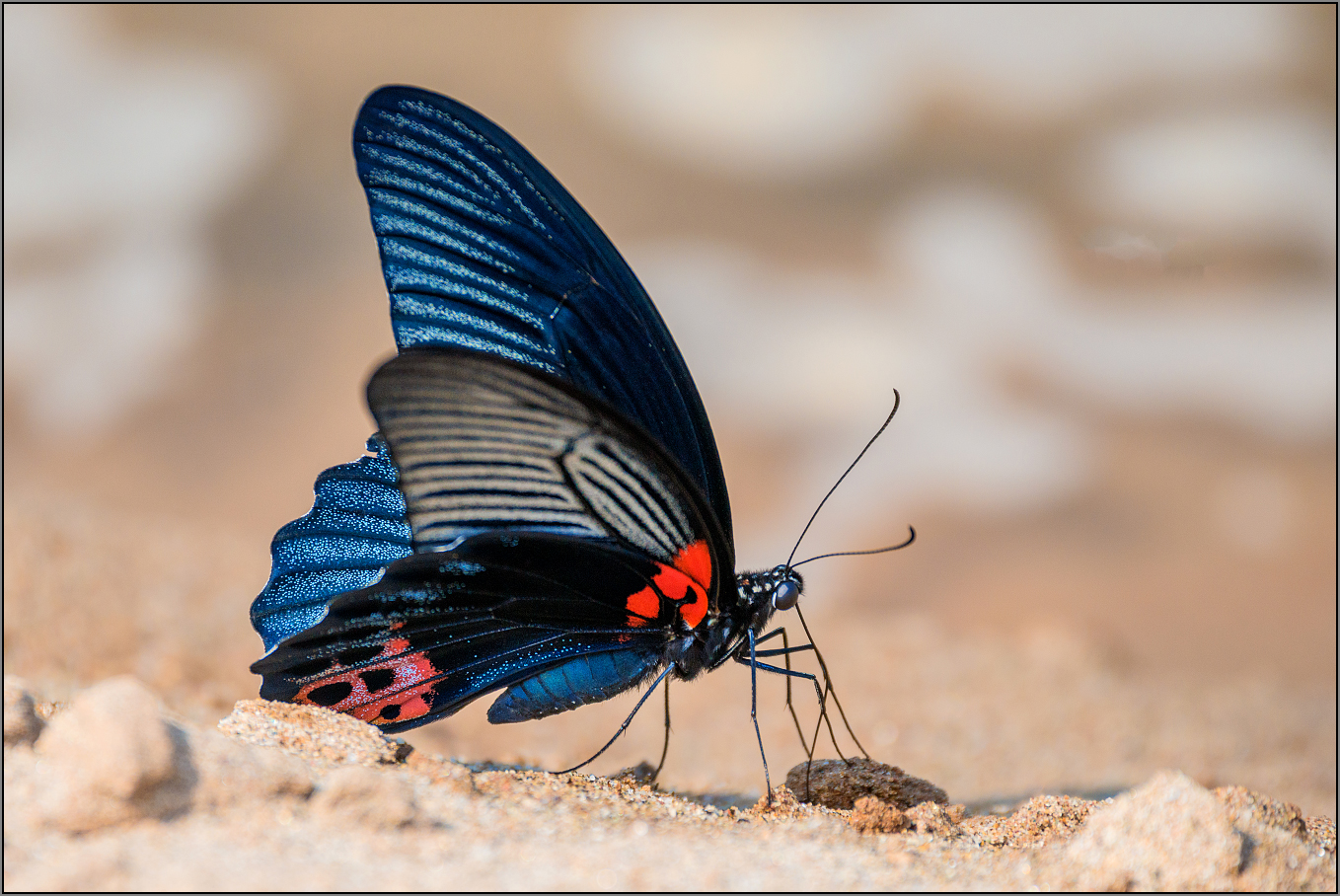 Blaumann Foto & Bild asia, laos, tiere Bilder auf