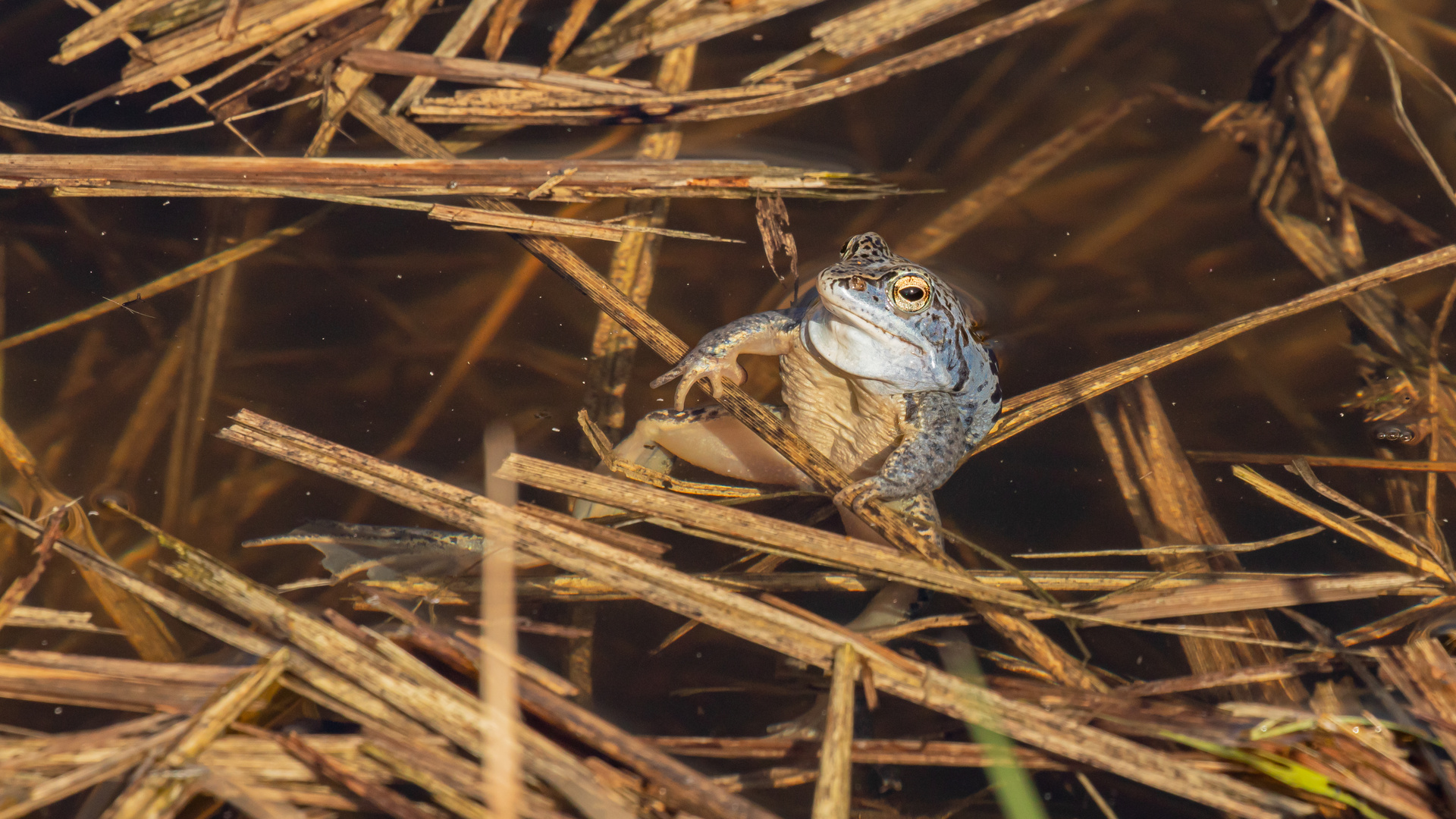 Blaumann Foto & Bild nature, world, wasser Bilder auf
