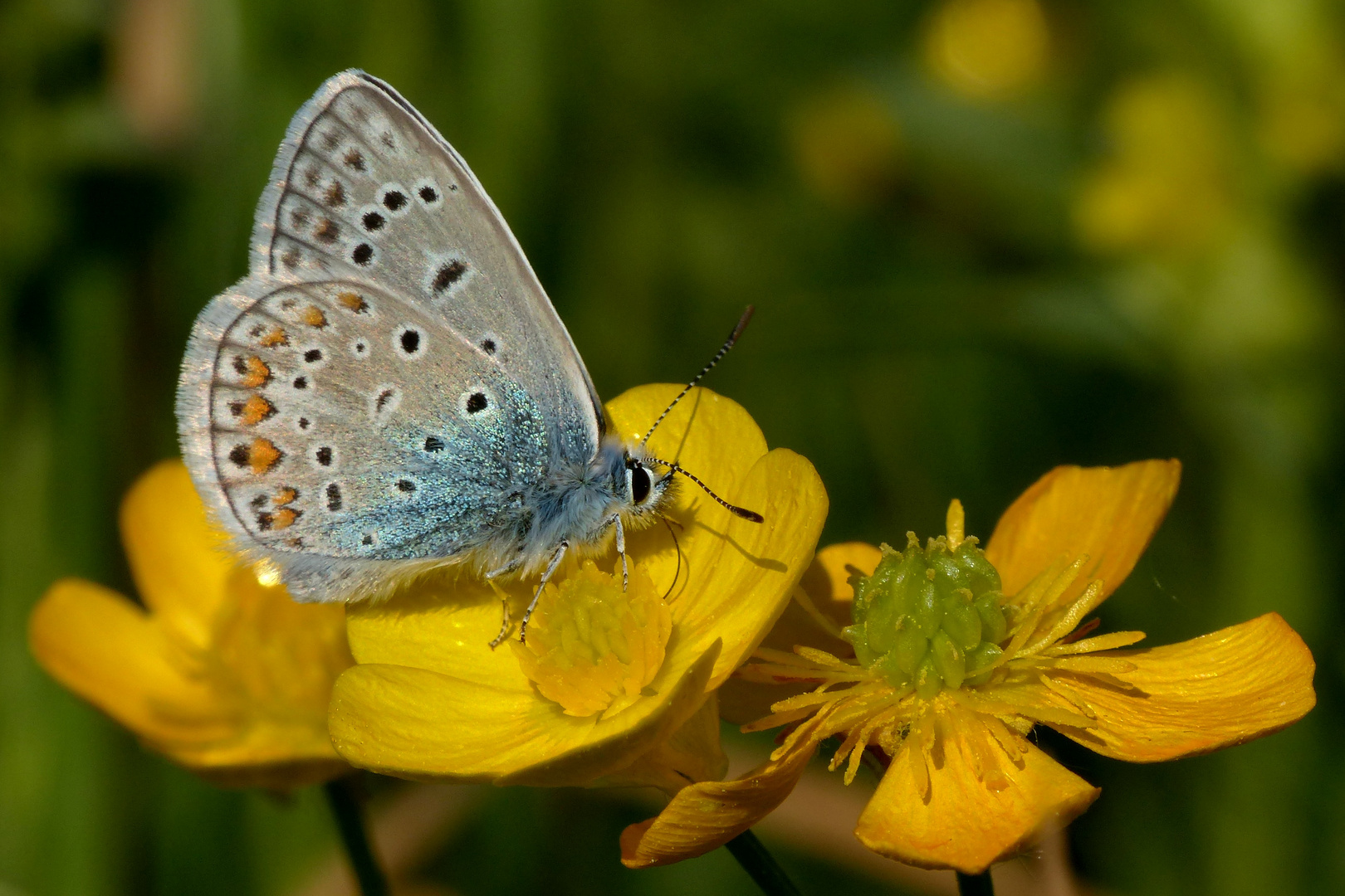 Blaumann von der Seite