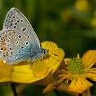 Blaumann von der Seite