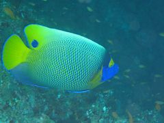 Blaumasken-Kaiserfisch