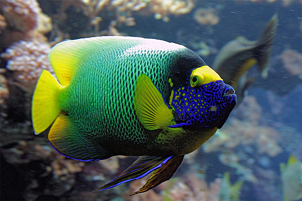 Blaumasken-Kaiserfisch