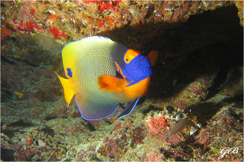 Blaumasken-Kaiserfisch