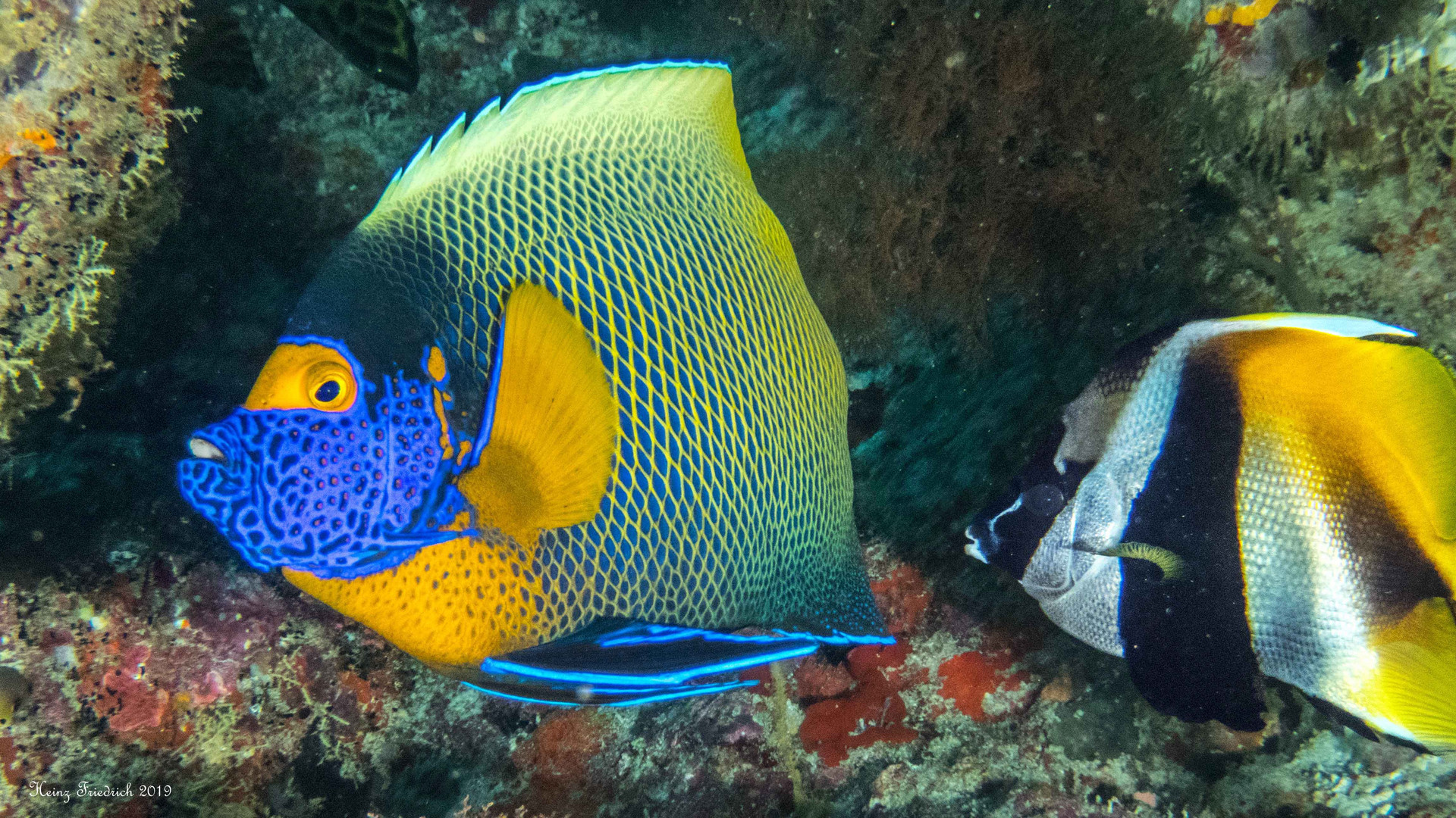 Blaumasken Kaiserfisch +Wimpelfisch