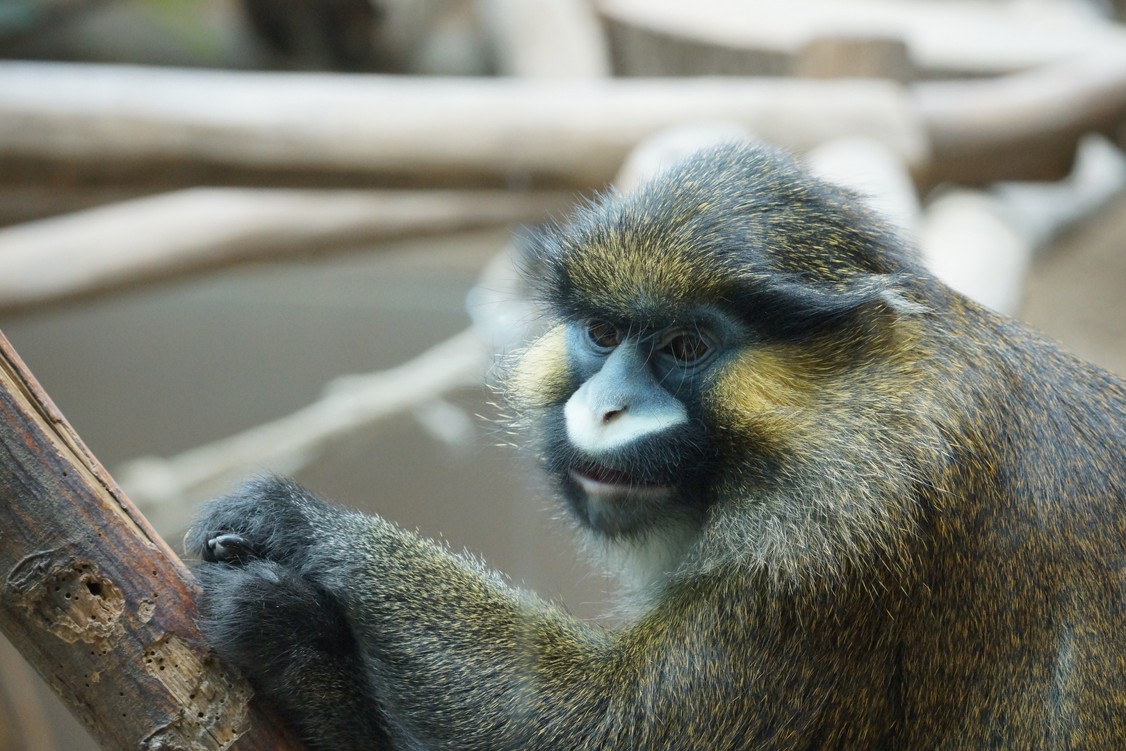 Blaumaulmeerkatze