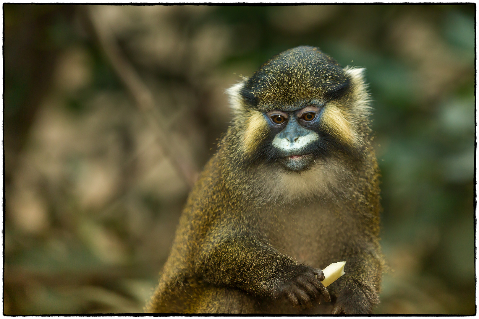 Blaumaulmeerkatze