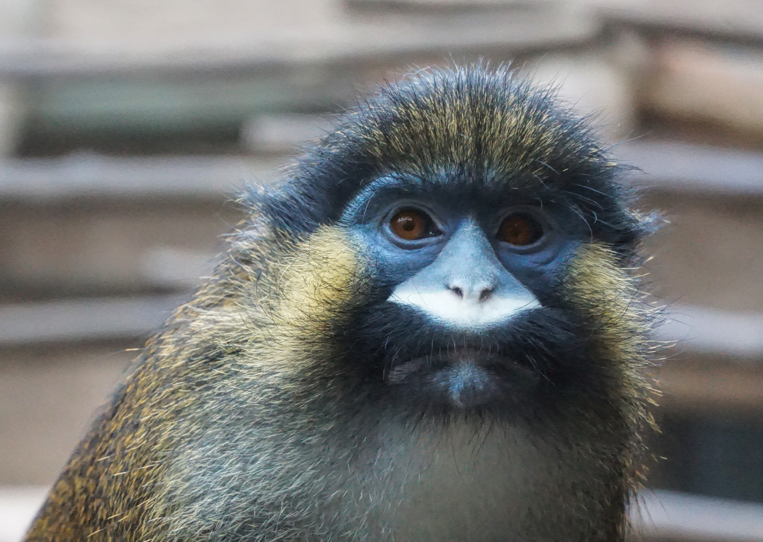 Blaumaulmeerkatze