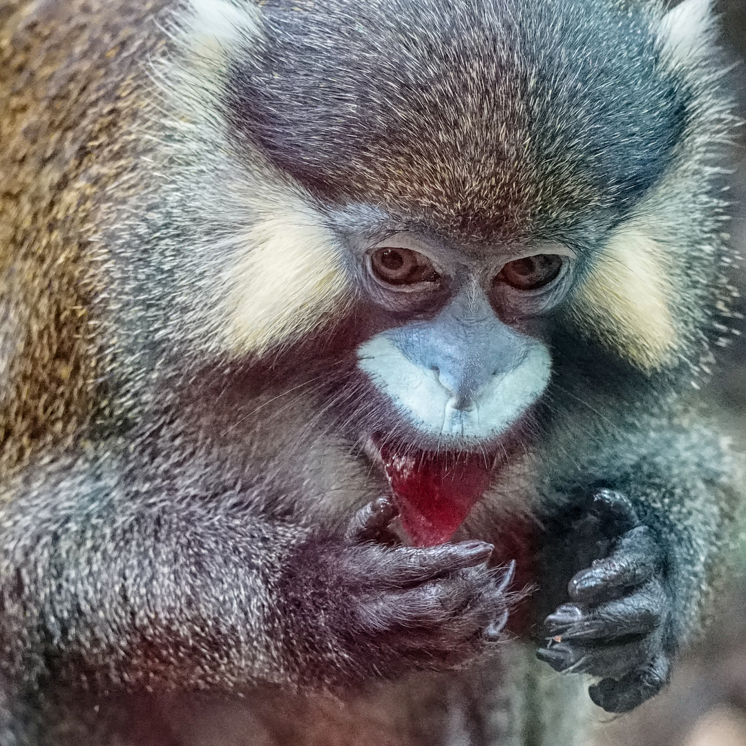 Blaumaulmeerkatze 