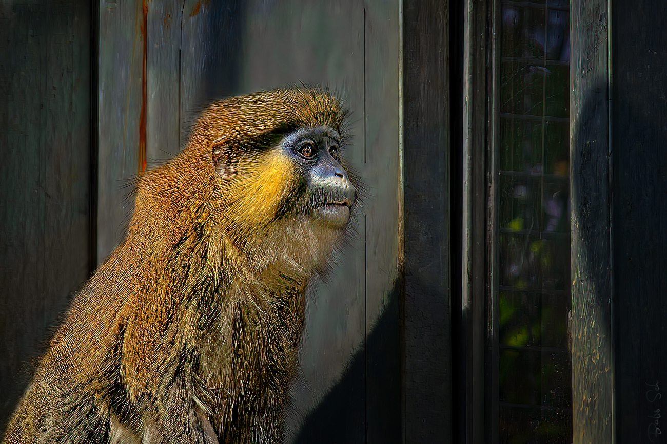 Blaumaulmeerkatze 