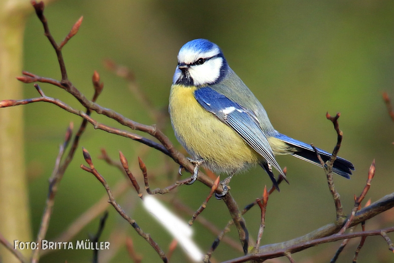 Blaumeischen