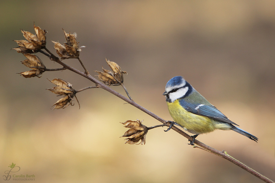 Blaumeischen