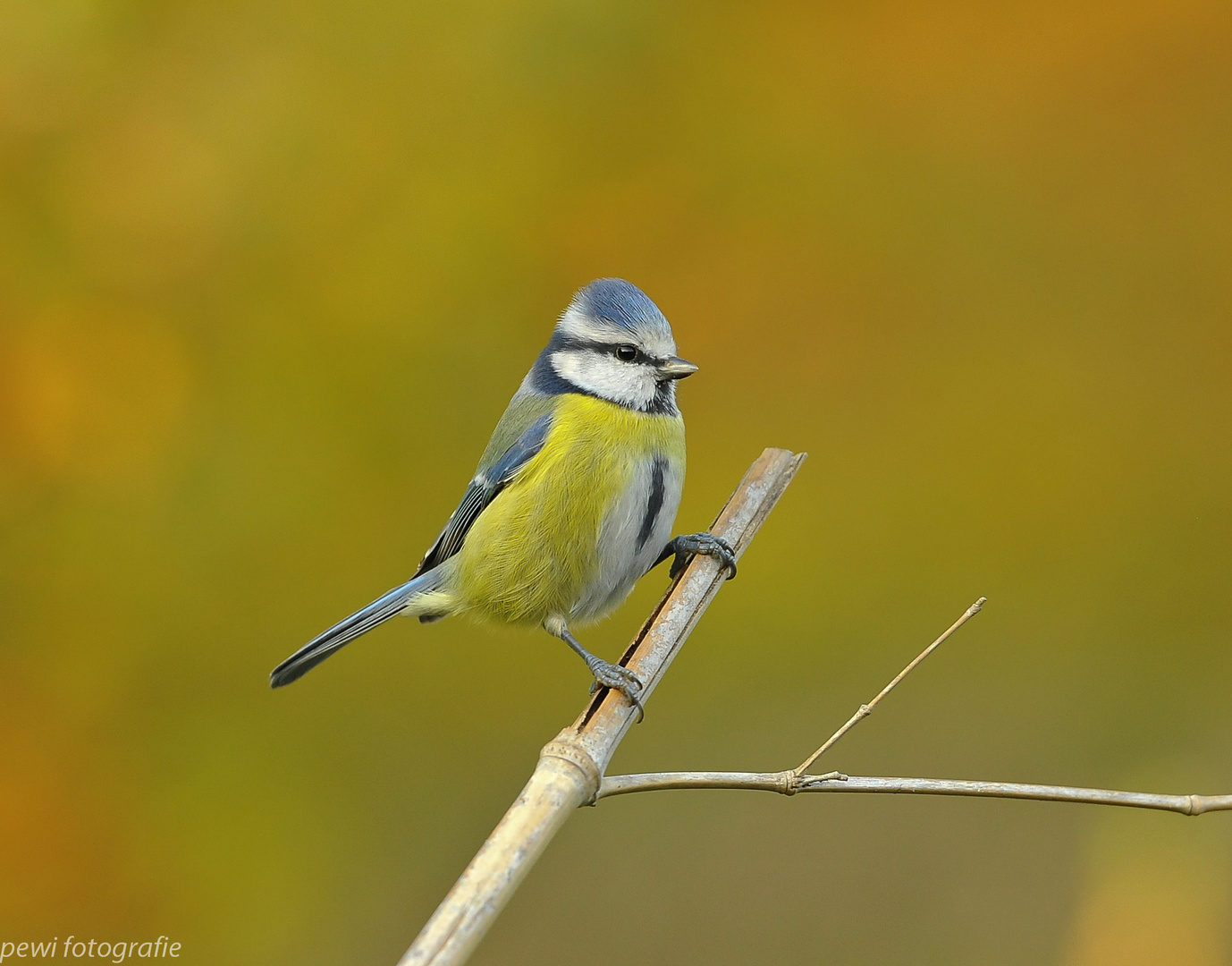 Blaumeischen