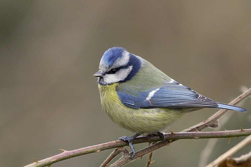 Blaumeischen