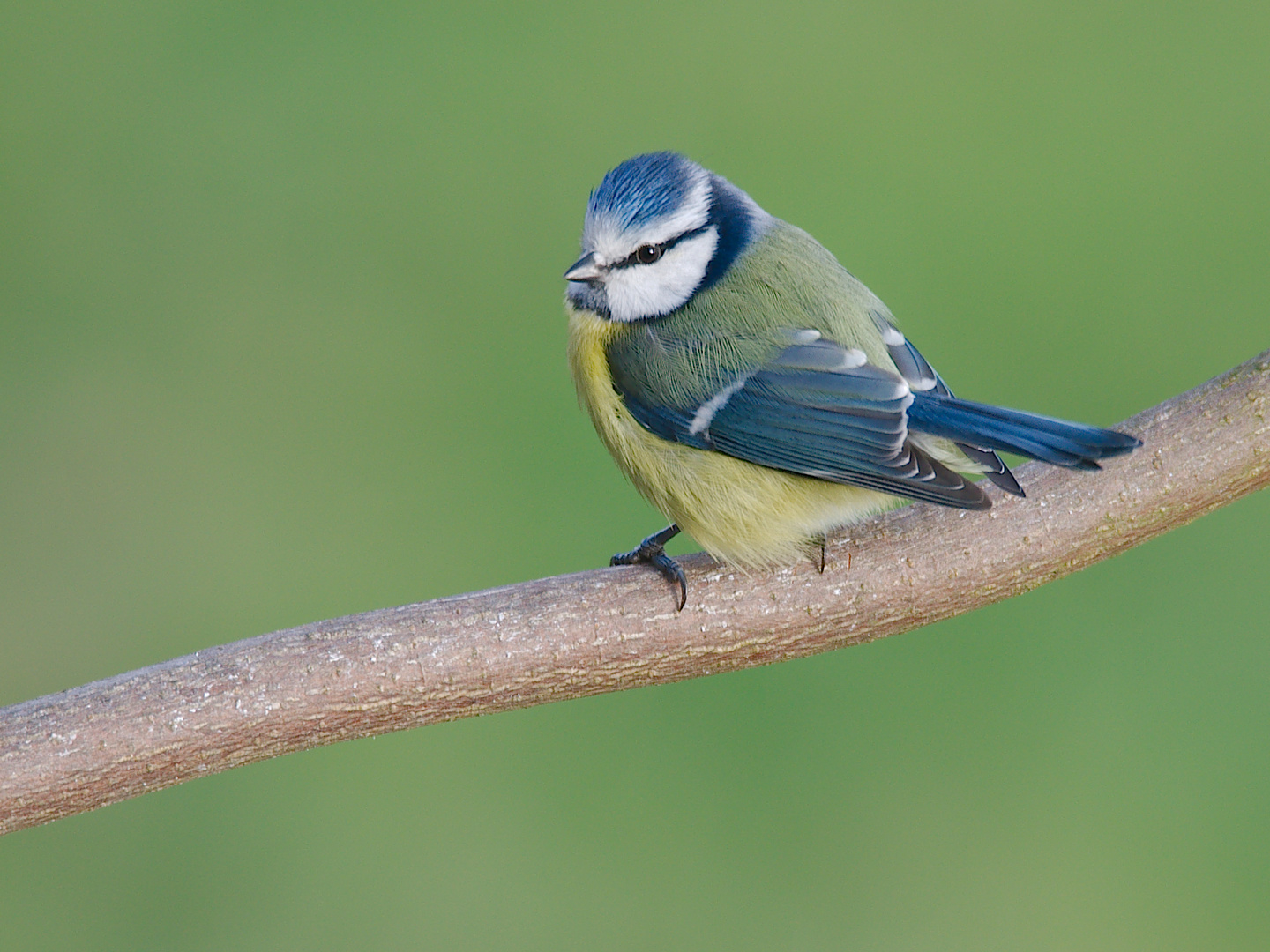 Blaumeischen